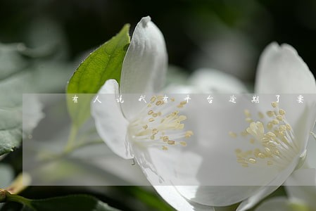 有人说我有平台逾期了要还款 有人说我有平台逾期了要还款