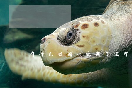 有什么信用卡逾期了还可以借的 有什么信用卡逾期了还可以借的