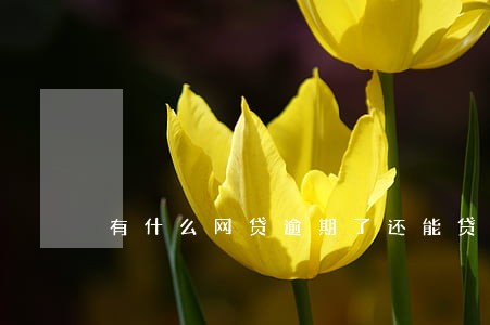 有什么网贷逾期了还能贷了 有什么网贷逾期了还能贷了