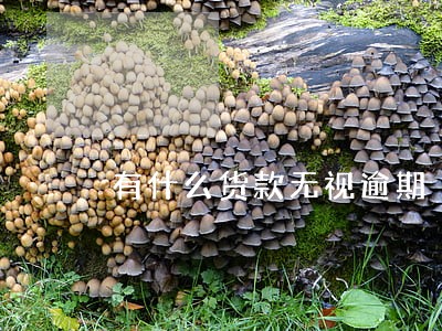 有什么货款无视逾期 有什么货款无视逾期