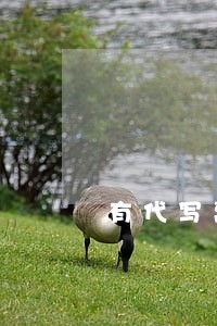 有代写离婚协议书 有代写离婚协议书