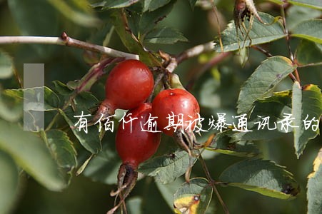 有佰仟逾期被爆通讯录的吗 有佰仟逾期被爆通讯录的吗