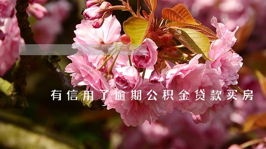 有信用了逾期公积金贷款买房 有信用了逾期公积金贷款买房