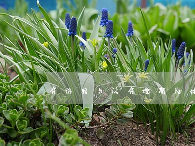 有信用卡没有逾期为什么贷不了款 有信用卡没有逾期为什么贷不了款