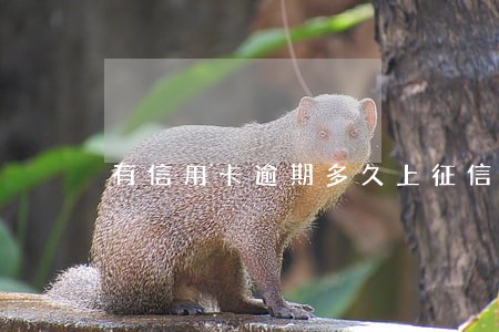有信用卡逾期多久上征信 有信用卡逾期多久上征信