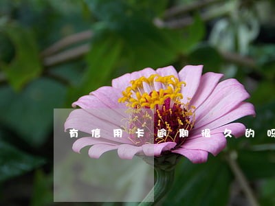 有信用卡逾期很久的吗