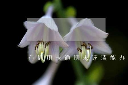 有信用卡逾期未还清能办低保么