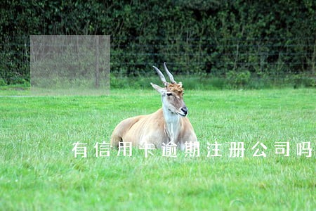 有信用卡逾期注册公司吗 有信用卡逾期注册公司吗