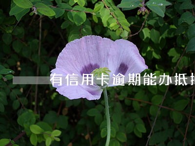 有信用卡逾期能办抵押贷款吗 有信用卡逾期能办抵押贷款吗