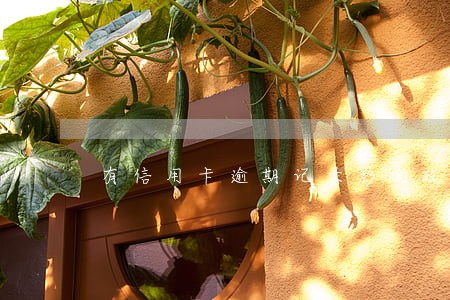 有信用卡逾期记录影响政审吗 有信用卡逾期记录影响政审吗