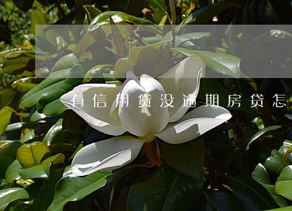 有信用贷没逾期房贷怎么批 有信用贷没逾期房贷怎么批