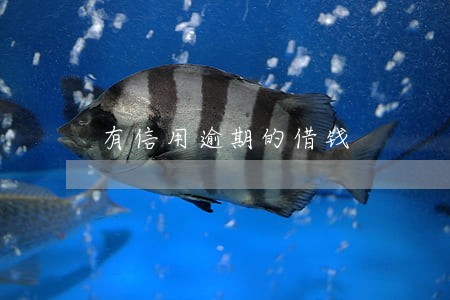有信用逾期的借钱 有信用逾期的借钱