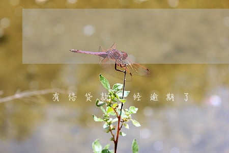有信贷款已经逾期了 有信贷款已经逾期了