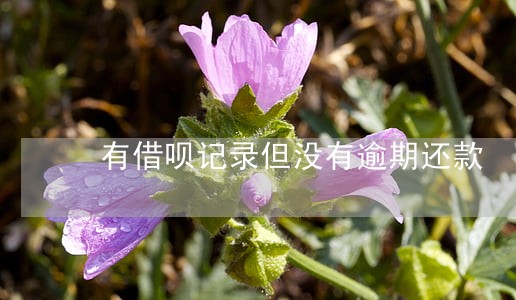有借呗记录但没有逾期还款 有借呗记录但没有逾期还款