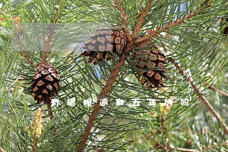 有借呗逾期五年的吗 有借呗逾期五年的吗