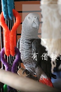 有借款逾期不能买车票吗 有借款逾期不能买车票吗