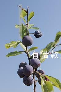 有借款逾期了还能用备用金吗 有借款逾期了还能用备用金吗