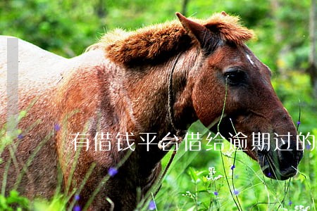 有借钱平台借给逾期过的人 有借钱平台借给逾期过的人