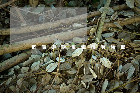 有偿逾期重组债务协商
