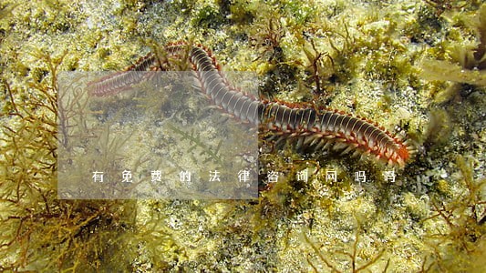 有免费的法律咨询网吗吗