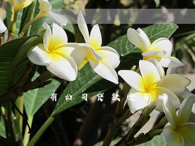 有公司贷款逾期吗 有公司贷款逾期吗