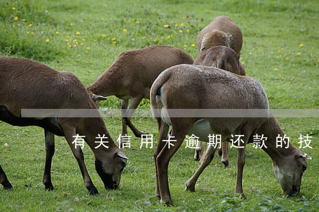 有关信用卡逾期还款的技巧