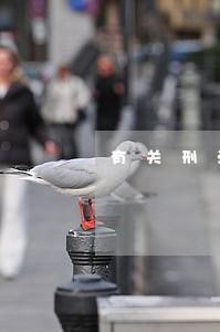 有关刑法溯及力的裁判规则20则 有关刑法溯及力的裁判规则20则