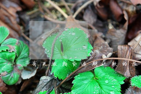 有关微粒贷逾期还款的报道 有关微粒贷逾期还款的报道