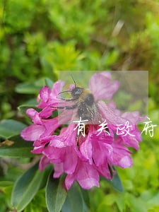 有关政府司法机关的电视剧 有关政府司法机关的电视剧