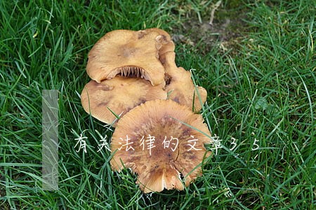 有关法律的文章35 有关法律的文章35