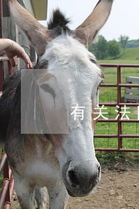有关法院执行拍卖的规定 有关法院执行拍卖的规定