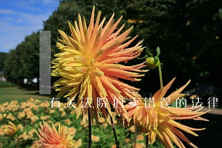 有关法院拍卖错误的法律后果