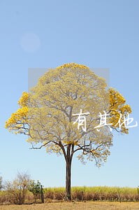 有其他法律关系不支持不当得利 有其他法律关系不支持不当得利