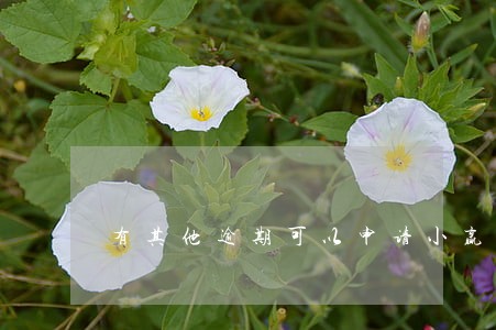 有其他逾期可以申请小赢易贷 有其他逾期可以申请小赢易贷