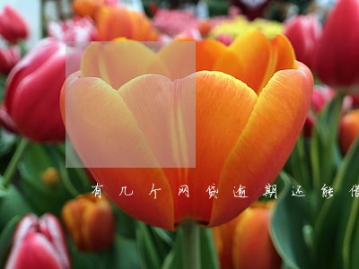 有几个网贷逾期还能借到钱吗