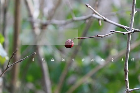 有几张信用卡逾期会怎样