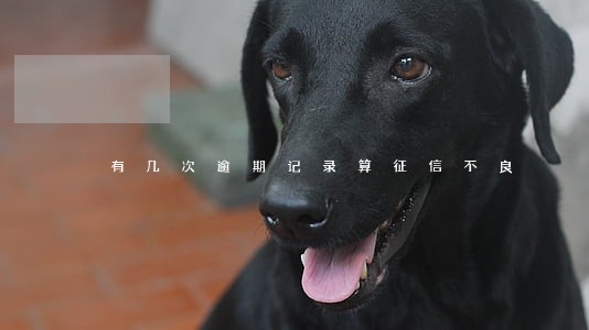 有几次逾期记录算征信不良 有几次逾期记录算征信不良