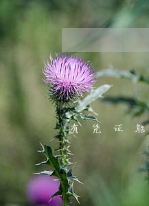 有凭证能不能只还本金 有凭证能不能只还本金