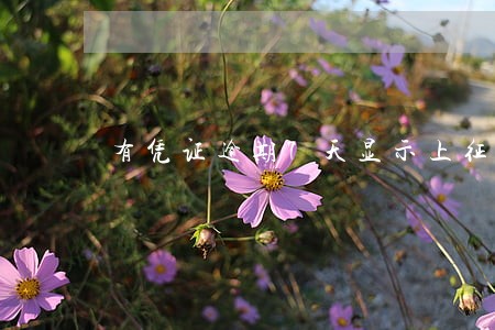 有凭证逾期7天显示上征信 有凭证逾期7天显示上征信