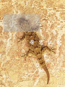 有凭证逾期会上门吗