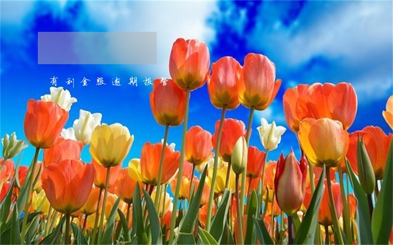 有利金服逾期报警