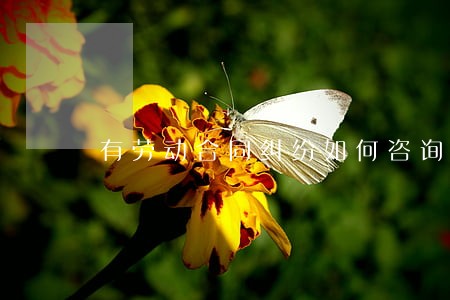有劳动合同纠纷如何咨询