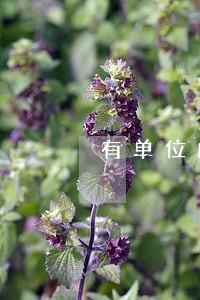 有单位的人网贷逾期 有单位的人网贷逾期