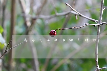 有合同纠纷找哪个律师
