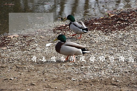 有名债务清理律师咨询热线 有名债务清理律师咨询热线