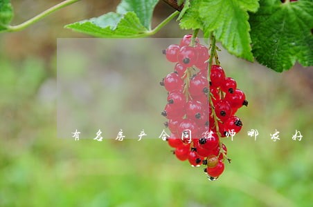 有名房产合同律师哪家好 有名房产合同律师哪家好