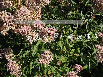 有名的涉外婚姻律师 有名的涉外婚姻律师