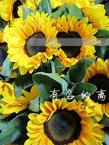 有名的离婚律师所 有名的离婚律师所