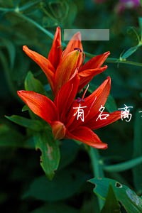 有名离婚律师哪家好 有名离婚律师哪家好