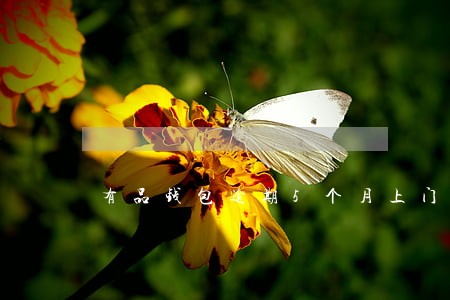 有品钱包逾期5个月上门 有品钱包逾期5个月上门